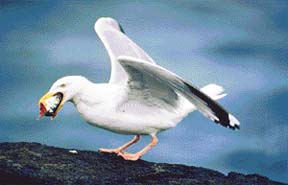 A bird guarding its territory will be aggressive during the breeding season