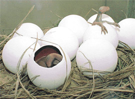 Clay-silica models depicting hatching