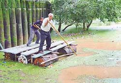 Nek Chand uses wooden planks to wade through the virtual lake created due to extensive waterlogging in the Lake Reserve Forest Area adjoining the third phase of the Rock Garden.
