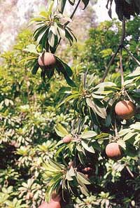 The chikoo tree begins bearing fruit within three years of its being planted
