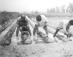 Paddy seedlings being transplanted without puddling.