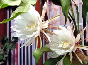 The Star of Bethlehem blooms 