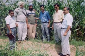 Farmers who have grown maize under contract farming with officials of Punjab Agro at Maqsudra village