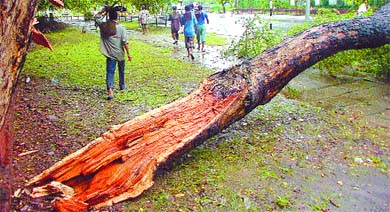 A fallen tree blocks the way at Kamraj Marg in the Capital