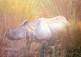 The rhino is hunted down for magical properties of the horn