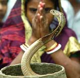 A woman worships a cobra during the "Nag Panchami" festival at the Khanditola village, near Kolkata