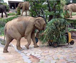 Seventy-year-old female elephant Rani, the oldest of the eight elephants at the Nehru Zoo in Hyderabad, pushes a van carrying fodder