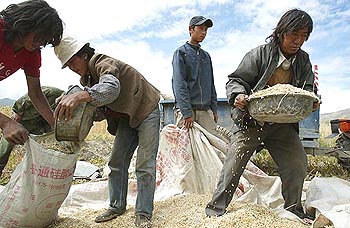 Tibetan farmers harvest their barley on the outskirts of Tsedang town