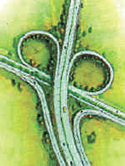 The Noida toll bridge
