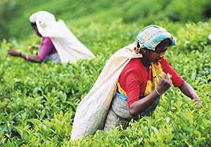 Village women in many southern states are conserving forests to produce herbal cures for common ailments