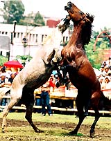 Spectators watch a horse fight at the Kadayawan Festival in Davao, Philippines