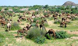 Camels graze on a sand dune turned green by monsoon rains at Mathania in the desert state of Rajasthan