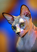 A sphynx cat sits during an exhibition in Kuala Lumpur