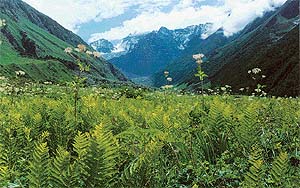 Glorious sight: A bed of ferns in the Valley of Flowers