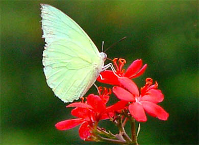 Tasting the nectar of life!