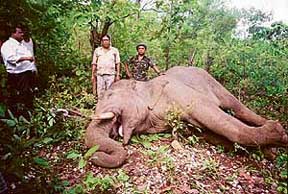 To shoot a rogue elephant its brain or heart are targeted