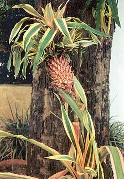 The ananas plant shows very slow growth in the beginning
