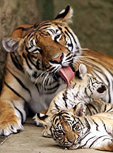A female tiger licks one of her two 45-day-old cubs at Matecana zoo