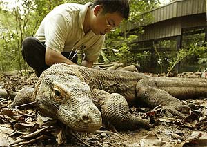 Tirto, an eight-year-old male Komodo dragon, undergoes traditional Chinese acupuncture treatment at Singapore zoo