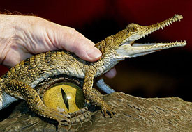 A live baby crocodile is held over the eye of a life-size model of a giant crocodile 