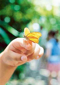 Colourful eye-spots are located on the non-vital parts of a butterfly so that an enemy is not attracted to its vital organs