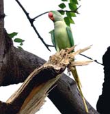 A parrot sits on the top of a tree to welcome the autumn 