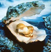 Oysters dont have physical contact for mating