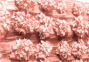 Plastic-sheet mulching is seen under strawberry plants at fruiting stage. Drip irrigation system is under the mulch