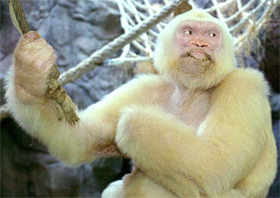 Albino gorilla 'Copito de Nieve', the only one known in the world, sits inside his cage in Barcelona zoo 