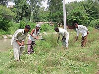 Labourers engaged in destroying cannabis plants alongside the canal in Jammu