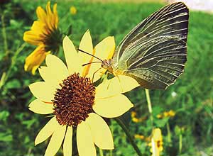 A butterfly sucks nectar from a flower blooming in a garden in Ludhiana on Friday.