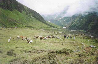 A view of Chowki, near Khatling Glacier