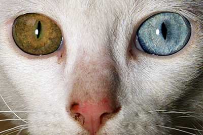 Queeny, a six-month-old female cat with different coloured eyes