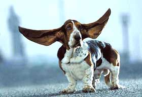 Mr Jeffries, a Bassett Hound, is seen in this handout photo made available on Wednesday