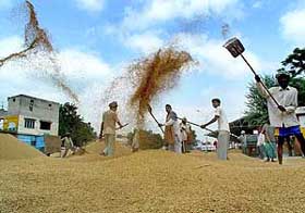 Labourers engaged in the drying of paddy at the Khanna grain market in Ludhiana