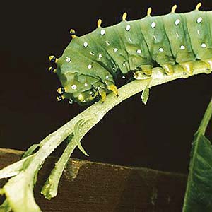 A male silkworms antennae are covered with smell receptors