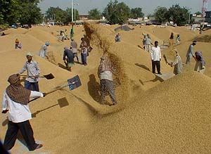 A view of Mulanpur Dakha mandi on Sunday