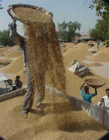 A labourer winnows paddy at the Mullanpur Mandi main yard
