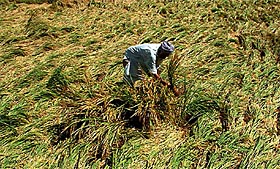 Labh Singh, a farmer of a village near Bathinda, tries to save his paddy crops which were damaged by heavy rain and a hailstorm