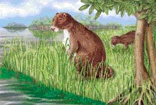 A bison-size rodent, Phoberomys pattersoni, grazed on aquatic grasses and roamed the riverbanks of ancient Venezuela about eight million years ago