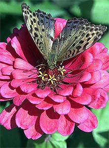 A butterfly sits on a flower to collect nectar