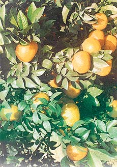 Irregular watering causes fruit to drop from the lemon tree