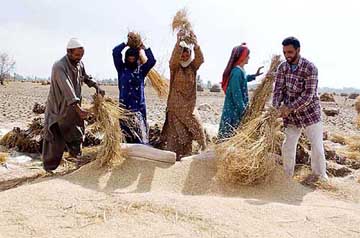 Villagers thrash paddy at Naarbal