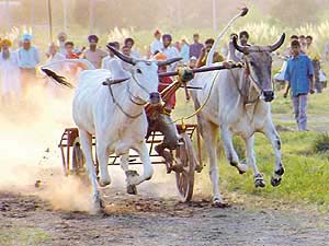 A bullock-cart race in progress in the third rural sports mela held at Kambali, near SAS Nagar