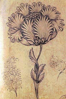 Flower study for use by naqshbands
