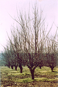 Fresh sprouts on rejuvenated trees.
