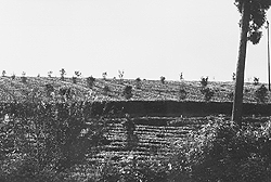 A tea garden on the Shillong-Jowai road.