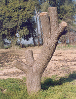 A tree beheaded for rejuvenation.