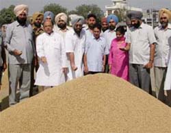 Mr Sant Ram Singla, Chairman, Punjab Mandi Board, supervises the auction of paddy at Grain Market, Gill Road