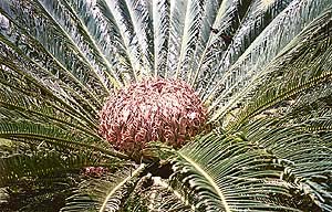 Referred to as the cycas palms by gardeners, the cycads are not even distantly related to the palms